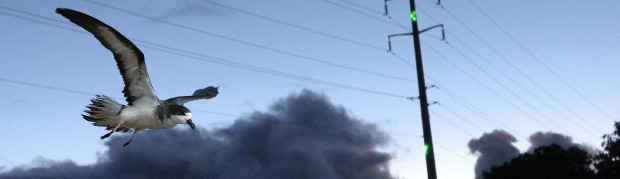 hawaii-laser-electric-poles-petrel-birds-01