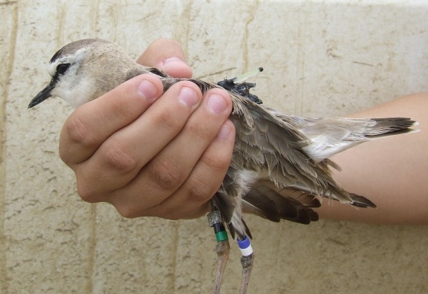 wearables-wildlife-01