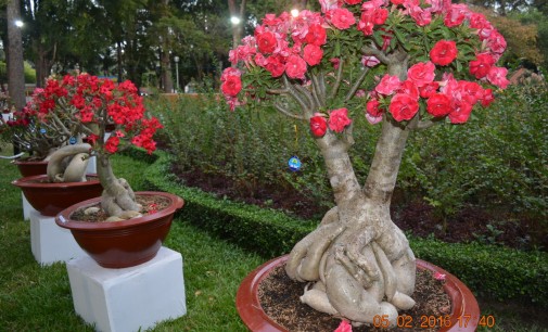 ẢNH: Hội Hoa Xuân Tao Đàn Tết Bính Thân 2016 (P1/3)