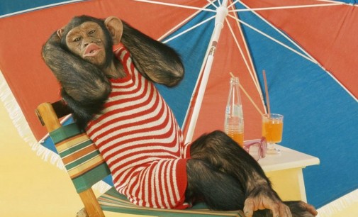 Truy tìm thủy tổ của khỉ