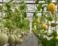 Hội thảo nông nghiệp thông minh chất lượng cao SmartAgri