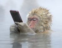 Công nghệ buồn trong năm Con Khỉ