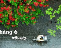 Tháng Sáu Trời Mưa và Tình Khúc Tháng 6