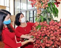 Lazada phối hợp giúp tiêu thụ vải thiều Bắc Giang giữa tâm dịch COVID-19