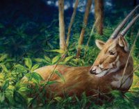 Google phối hợp cùng WWF Việt Nam thực hiện chiến dịch bảo tồn sao la