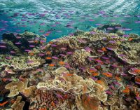 Dell hợp tác với tổ chức Citizens of the Great Barrier Reef ứng dụng Deep Learning bảo tồn thiên nhiên biển