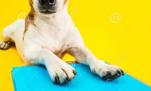 Từ điển “HỌC”