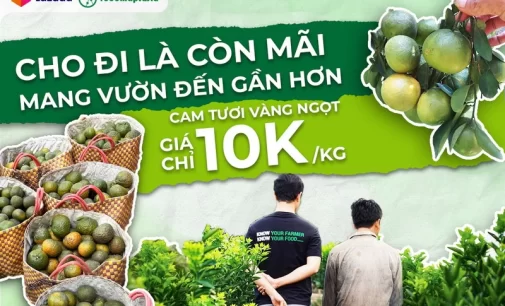 Lazada “giải cứu” cam sành miền Tây giúp nông dân bán trên sàn thương mại điện tử