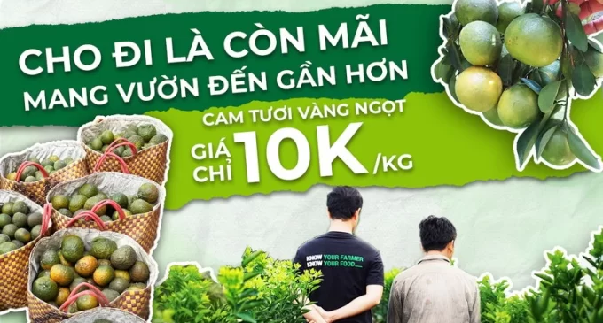 Lazada “giải cứu” cam sành miền Tây giúp nông dân bán trên sàn thương mại điện tử