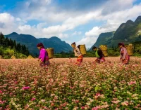 Tập đoàn VNPT và tỉnh Hà Giang hợp tác đẩy mạnh chuyển đổi số phát triển kinh tế – xã hội