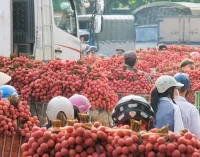 Grab Việt Nam khởi động dự án GrabConnect năm thứ 3 với chiến dịch Lễ hội Trái cây 2023