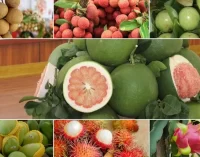 Nông sản bền vững – chìa khóa mở cửa thị trường quốc tế