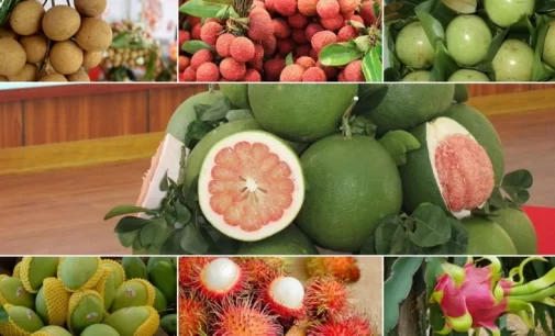 Nông sản bền vững – chìa khóa mở cửa thị trường quốc tế