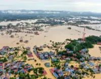 Trà xanh Thái Nguyên trong cái hạn bão lũ